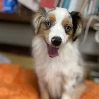 Daisy, a female Miniature Australian Shepherd and Toy Australian Shepherd for sale in Asheville, NC – Photo 1 of 9