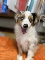 Daisy, a female Miniature Australian Shepherd for sale in Asheville, NC – Photo 1 of 9