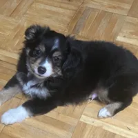 Rosco, a male Toy Australian Shepherd for sale in Asheville, NC – Photo 1 of 10