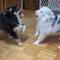 Rosco, a male Toy Australian Shepherd for sale in Asheville, NC – Photo 2 of 10