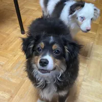 Rosco, a male Toy Australian Shepherd for sale in Asheville, NC – Photo 7 of 10