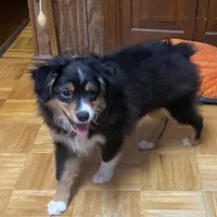 Rosco, a male Toy Australian Shepherd for sale in Asheville, NC – Photo 4 of 10