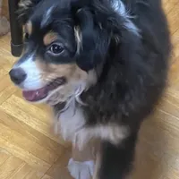 Rosco, a male Toy Australian Shepherd for sale in Asheville, NC – Photo 5 of 10