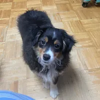 Rosco, a male Toy Australian Shepherd for sale in Asheville, NC – Photo 6 of 10