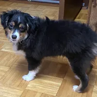 Rosco, a male Toy Australian Shepherd for sale in Asheville, NC – Photo 3 of 10