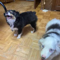 Rosco, a male Toy Australian Shepherd for sale in Asheville, NC – Photo 9 of 10