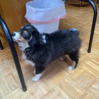 Rosco, a male Toy Australian Shepherd for sale in Asheville, NC – Photo 10 of 10