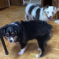 Rosco, a male Toy Australian Shepherd for sale in Asheville, NC – Photo 8 of 10