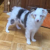 Alfie, a male Toy Australian Shepherd for sale in Asheville, NC – Photo 1 of 10