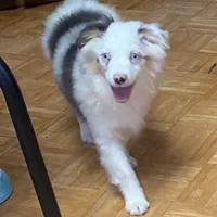 Alfie, a male Toy Australian Shepherd for sale in Asheville, NC – Photo 5 of 10