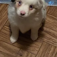 Alfie, a male Toy Australian Shepherd for sale in Asheville, NC – Photo 9 of 10