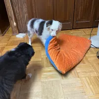 Alfie, a male Toy Australian Shepherd for sale in Asheville, NC – Photo 10 of 10