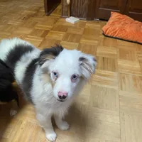 Alfie, a male Toy Australian Shepherd for sale in Asheville, NC – Photo 7 of 10