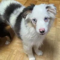 Alfie, a male Toy Australian Shepherd for sale in Asheville, NC – Photo 6 of 10