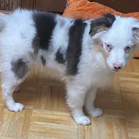 Alfie, a male Toy Australian Shepherd for sale in Asheville, NC – Photo 4 of 10