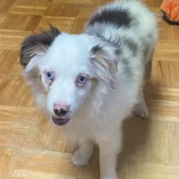Alfie, a male Toy Australian Shepherd for sale in Asheville, NC – Photo 2 of 10