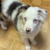 Alfie, a male Toy Australian Shepherd for sale in Asheville, NC – Photo 8 of 10