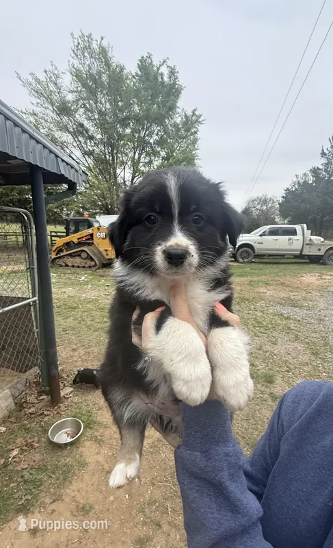 Iris – Australian Shepherd puppy for sale in Durant, OK