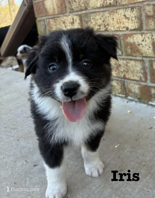 Iris – Australian Shepherd puppy for sale in Durant, OK