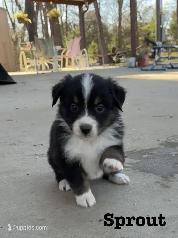 Sprout – Australian Shepherd puppy on hold in Durant, OK