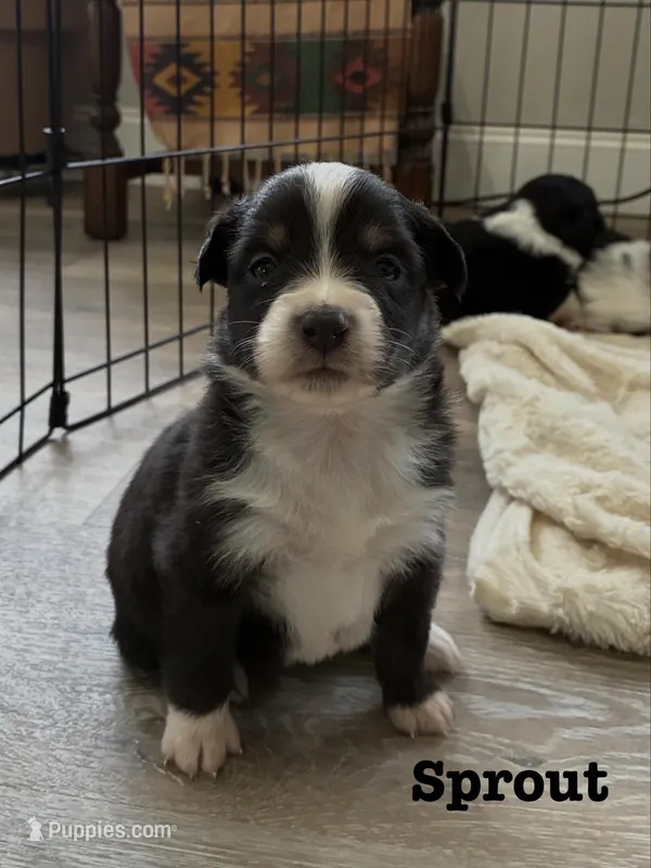 Sprout – Australian Shepherd puppy for sale in Durant, OK