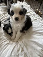 Sage, a female Australian Shepherd for sale in Durant, OK – Photo 2 of 5