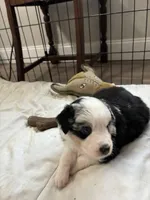 Sage, a female Australian Shepherd for sale in Durant, OK – Photo 3 of 5