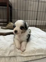 Sage, a female Australian Shepherd for sale in Durant, OK – Photo 4 of 5