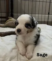 Sage, a female Australian Shepherd for sale in Durant, OK – Photo 1 of 5