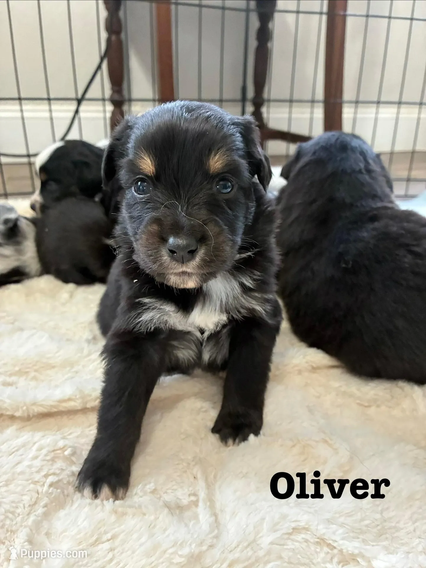 Oliver, a male Australian Shepherd for sale in Durant, OK – Photo 2 of 3