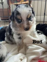 Bud, a male Australian Shepherd for sale in Durant, OK – Photo 1 of 4