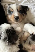 Bud, a male Australian Shepherd for sale in Durant, OK – Photo 2 of 4