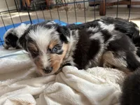 Bud, a male Australian Shepherd for sale in Durant, OK – Photo 3 of 4