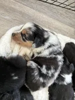 Bud, a male Australian Shepherd for sale in Durant, OK – Photo 4 of 4