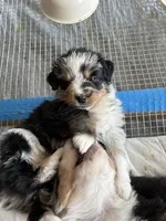 Clover, a female Australian Shepherd for sale in Durant, OK – Photo 5 of 5