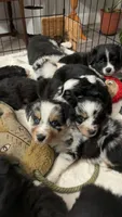 Clover, a female Australian Shepherd for sale in Durant, OK – Photo 3 of 5