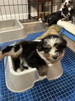 Clover, a female Australian Shepherd for sale in Durant, OK – Photo 4 of 5