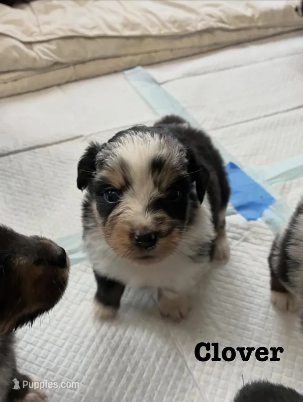 Clover – Australian Shepherd puppy for sale in Durant, OK