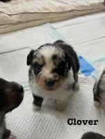 Clover, a female Australian Shepherd for sale in Durant, OK – Photo 1 of 5