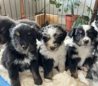 Clover, a female Australian Shepherd for sale in Durant, OK – Photo 2 of 5