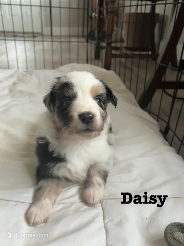 Daisy – Australian Shepherd puppy for sale in Durant, OK