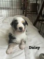 Daisy, a female Australian Shepherd for sale in Durant, OK – Photo 1 of 2