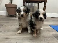 Daisy, a female Australian Shepherd for sale in Durant, OK – Photo 2 of 2