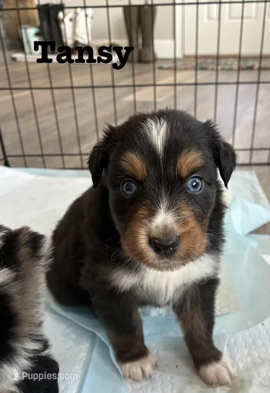 Tansy – Australian Shepherd puppy for sale in Durant, OK