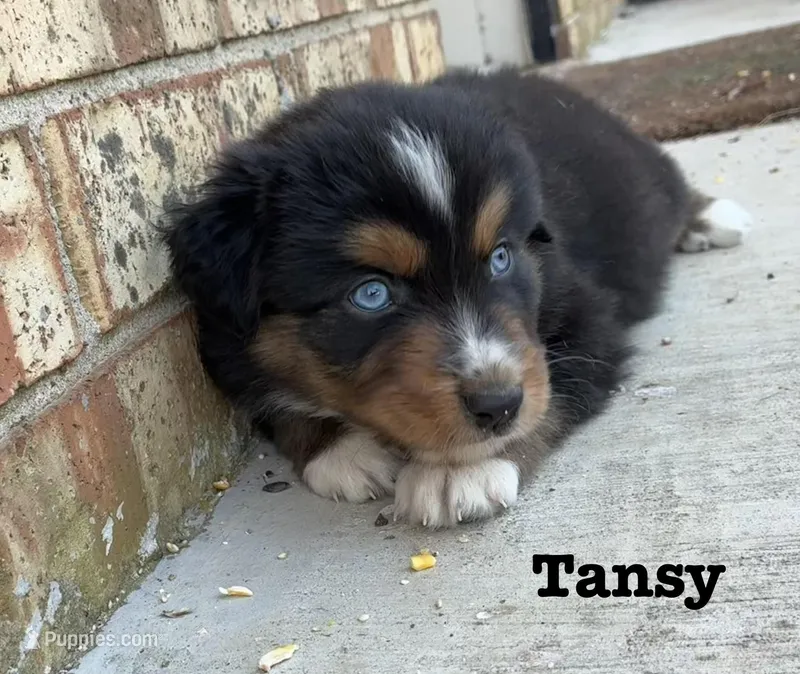 Tansy – Australian Shepherd puppy for sale in Durant, OK