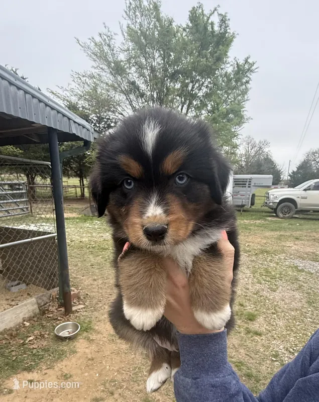 Tansy – Australian Shepherd puppy on hold in Durant, OK