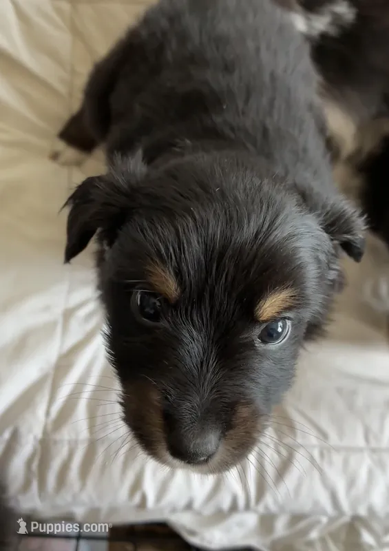 Oliver – Australian Shepherd puppy for sale in Durant, OK