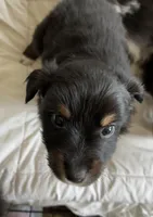 Oliver, a male Australian Shepherd for sale in Durant, OK – Photo 1 of 3