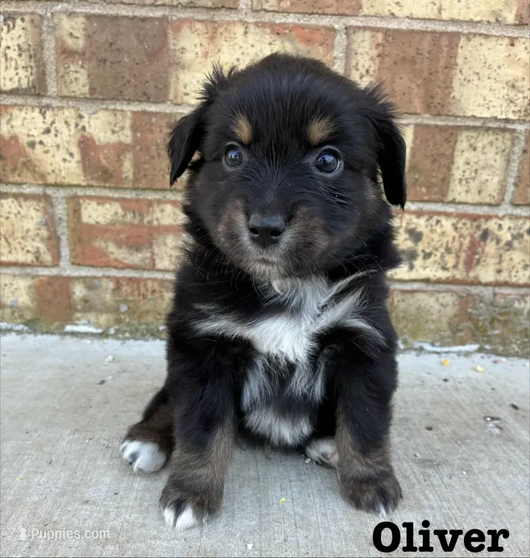 Oliver – Australian Shepherd puppy for sale in Durant, OK