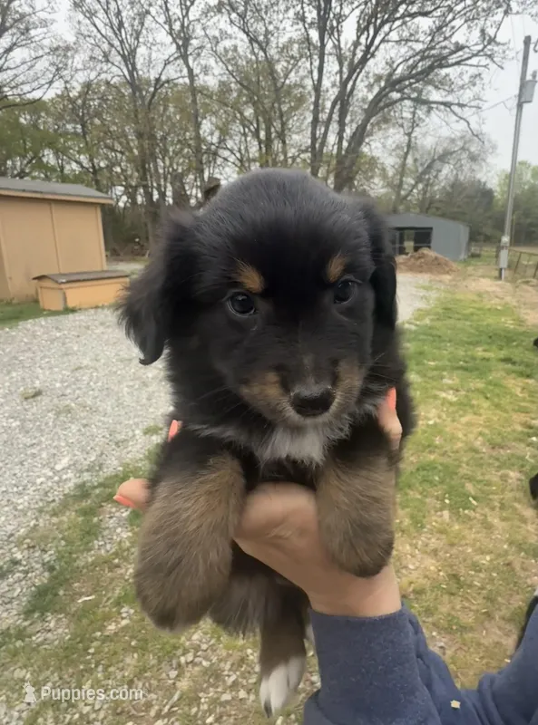 Oliver – Australian Shepherd puppy for sale in Durant, OK